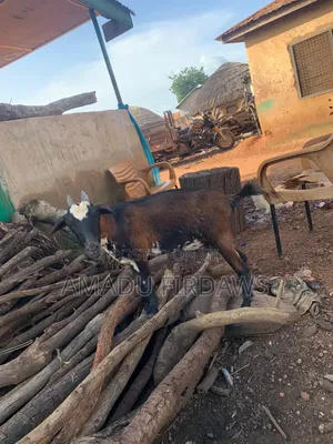 Goats for Sale