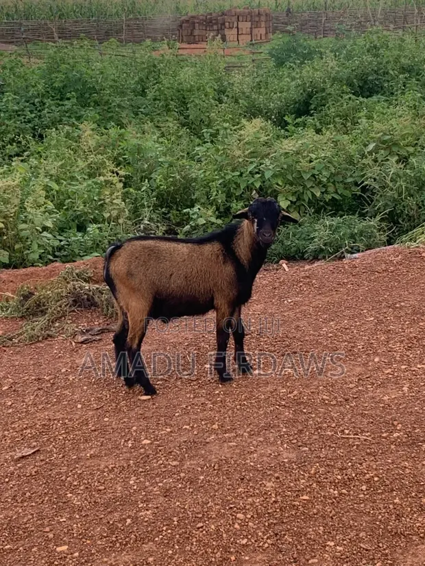 Goats for Sale - 1