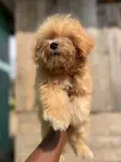 Purebred Toy Poodle Puppy - 1-3 Months Old - 1