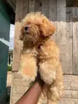 Purebred Toy Poodle Puppy - 1-3 Months Old - 2