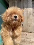 Purebred Toy Poodle Puppy - 1-3 Months Old - 3