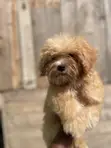Purebred Toy Poodle Puppy - 1-3 Months Old - 4