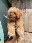Purebred Toy Poodle Puppy - 1-3 Months Old - 5