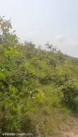 5,000 Acres Registered Farmland for Sale - Adaklu Wumenu - 4