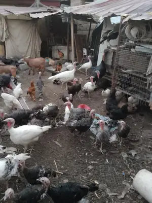 Turkeys and Goats for Sale