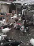Turkeys and Goats for Sale - 1