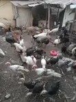 Turkeys and Goats for Sale - 2