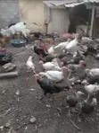 Turkeys and Goats for Sale - 3