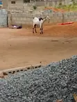 Turkeys and Goats for Sale - 4