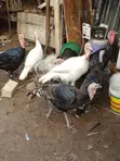 Turkeys and Goats for Sale - 5