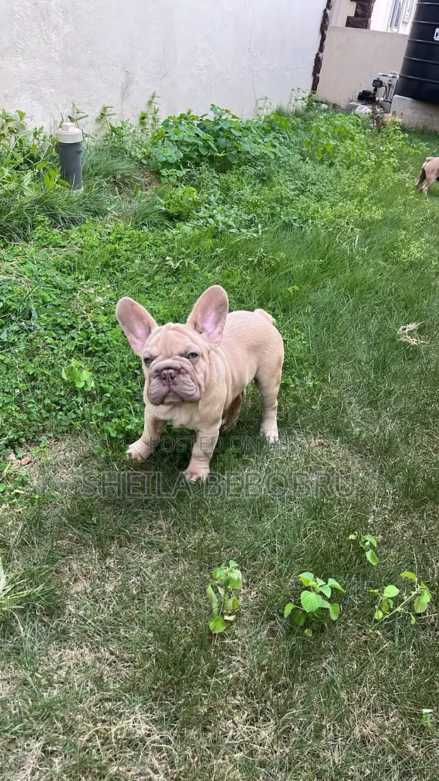 3-6 Month Female Purebred French Bulldog - 1