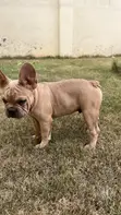 3-6 Month Female Purebred French Bulldog - 2