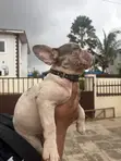 3-6 Month Female Purebred French Bulldog - 3