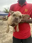 3-6 Month Female Purebred French Bulldog - 4
