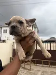 3-6 Month Female Purebred French Bulldog - 5