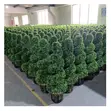 Artificial Bonsai Tree - 150cm - 2