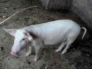 Fresh Pigs for Sale - GHS 35 Per Kilo