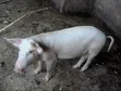 Fresh Pigs for Sale - GHS 35 Per Kilo - 1