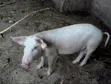 Fresh Pigs for Sale - GHS 35 Per Kilo - 2