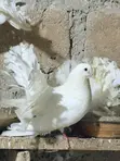 Foreign Pigeons - 1