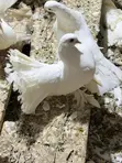 Foreign Pigeons - 2