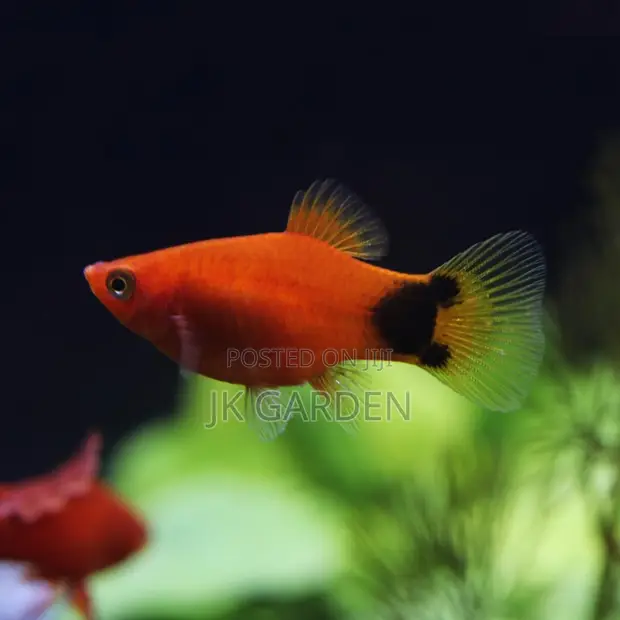 Moonlight Fish - Red with Black - 1