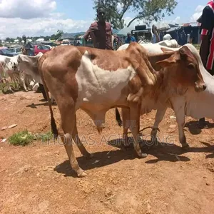 Healthy and Strong Gudali Cows for Sale