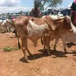 Healthy and Strong Gudali Cows for Sale - 1