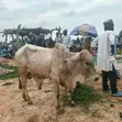 Healthy and Strong Gudali Cows for Sale - 2