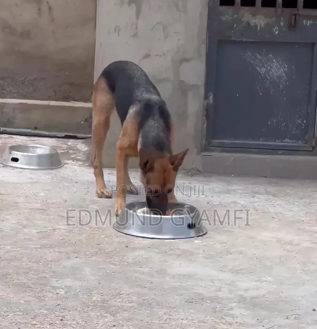 Female German Shepherd - 1+ Year Old - 1