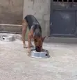 Female German Shepherd - 1+ Year Old - 1