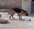 Female German Shepherd - 1+ Year Old - 2