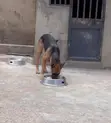 Female German Shepherd - 1+ Year Old - 3
