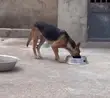Female German Shepherd - 1+ Year Old - 4