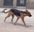 Female German Shepherd - 1+ Year Old - 5