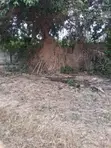 Genuine Half Plot for Sale in Sasaabi - 2