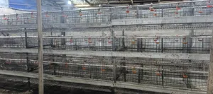 H Type Battery Cages for Sale (120 Chickens)