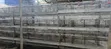 H Type Battery Cages for Sale (120 Chickens) - 1