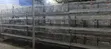 H Type Battery Cages for Sale (120 Chickens) - 2
