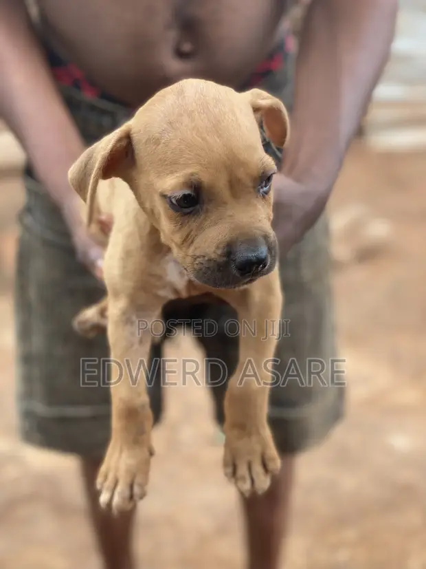 Purebred Boerboel Puppy - 1-3 Months Old - 1