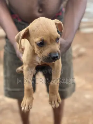 Purebred Boerboel Puppy - 1-3 Months Old
