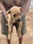 Purebred Boerboel Puppy - 1-3 Months Old - 1