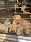 Purebred Boerboel Puppy - 1-3 Months Old - 2