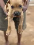 Purebred Boerboel Puppy - 1-3 Months Old - 3