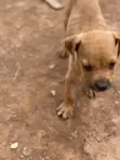 Purebred Boerboel Puppy - 1-3 Months Old - 4