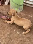 Purebred Boerboel Puppy - 1-3 Months Old - 5