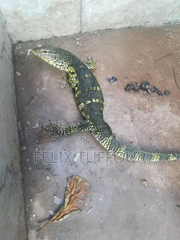 Monitor Lizard - Trained for Farmers - 1