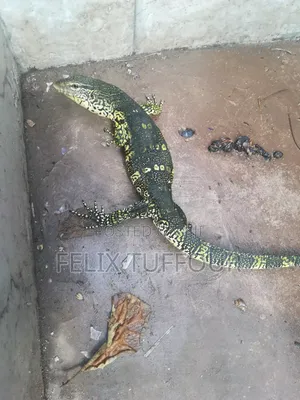 Monitor Lizard - Trained for Farmers