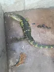 Monitor Lizard - Trained for Farmers - 1