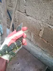 Monitor Lizard - Trained for Farmers - 2